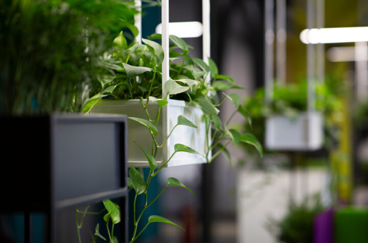 Office Plants, bets indoor and outdoor plants in Dubai,