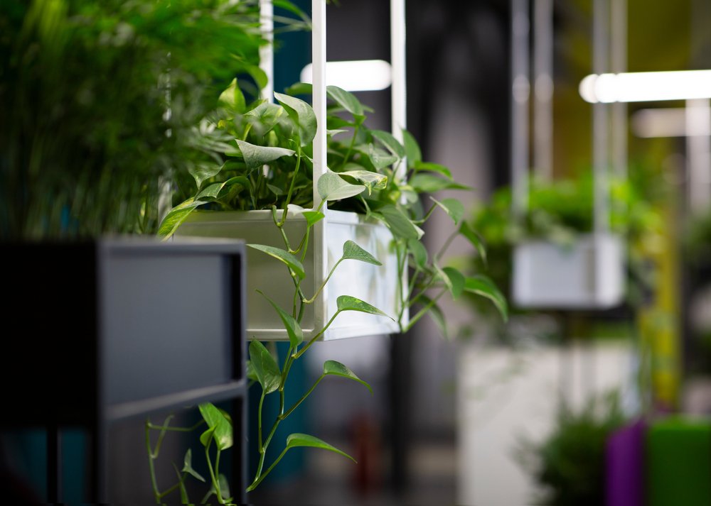 Office Plants, bets indoor and outdoor plants in Dubai,