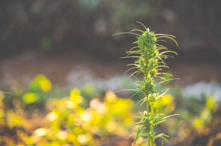 Indica strain