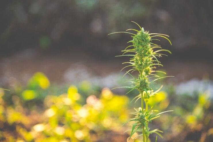 Indica strain