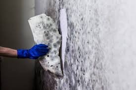 mold-inspection