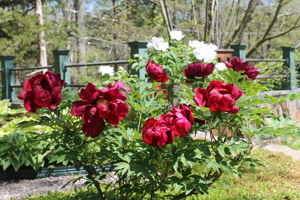 How Do I Prune and Maintain My Flowering Plants Properly?