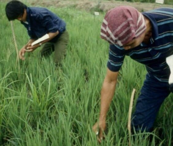 Biological Control Of Pests, Fumigation Services in lahore,