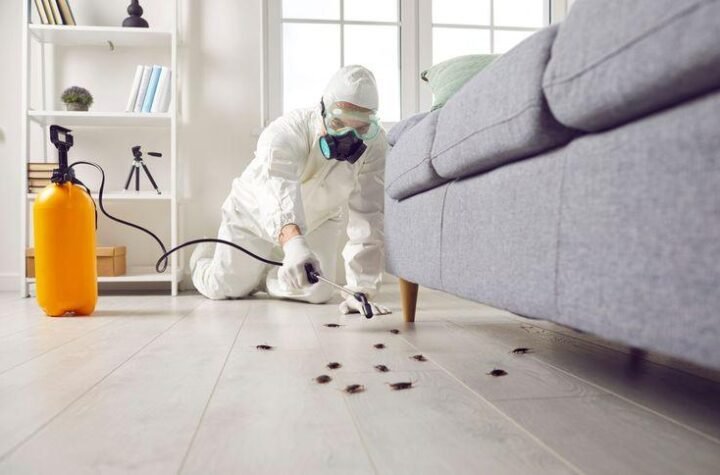 Pest Control Services in Lahore, termite treatment in lahore,