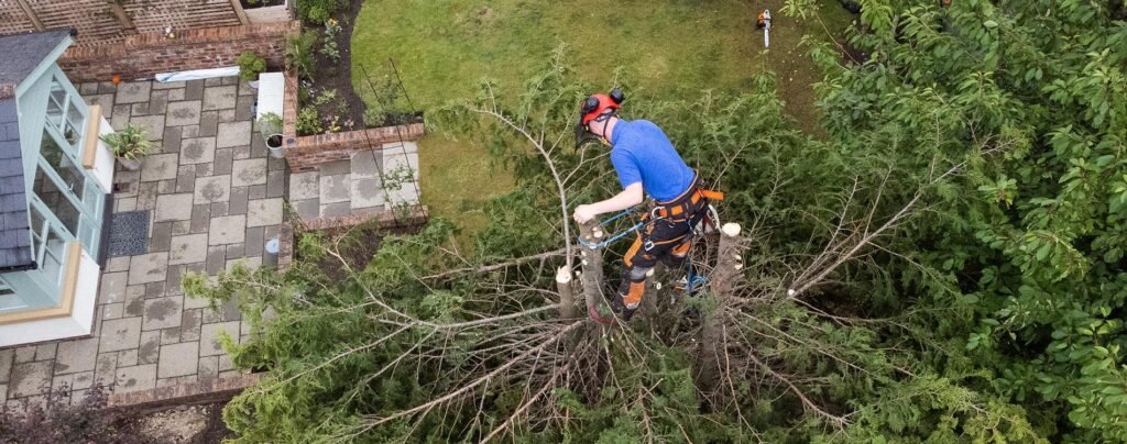 Middlesbrough Tree Surgeon