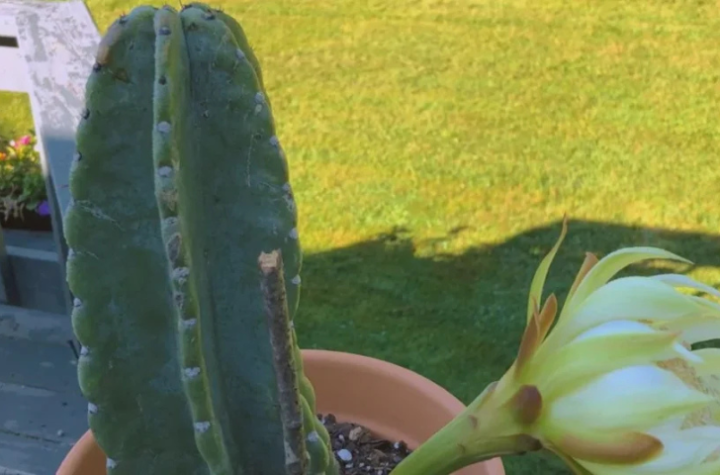 Psychological Benefits of Growing Peruvian Apple Cactus