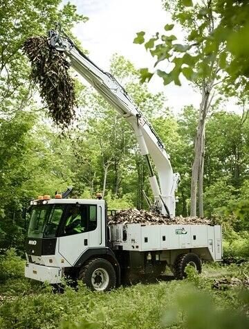 tree service Indian trail NC
