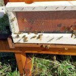 Every Beekeeper Need a Beehive Robbing Screen