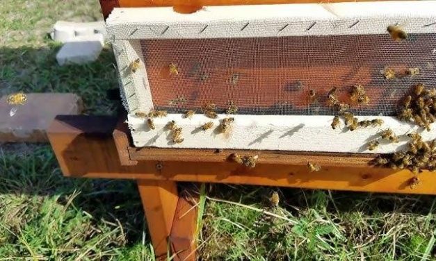 Every Beekeeper Need a Beehive Robbing Screen
