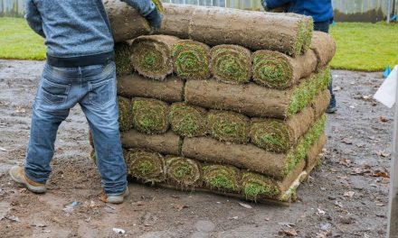 Common Mistakes to Avoid When Installing Sod