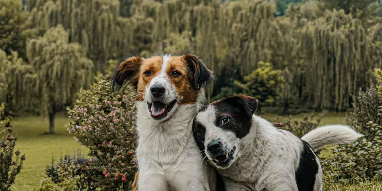 Dog Days Delight: Spend a Yippee Yo Time
