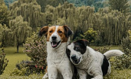 Dog Days Delight: Spend a Yippee Yo Time