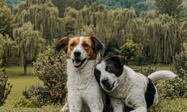 Dog Days Delight: Spend a Yippee Yo Time