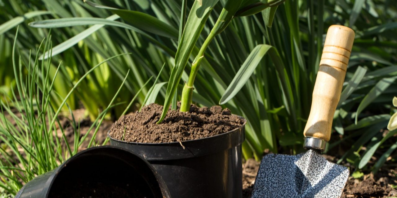 Prune and Maintain My Flowering Plants