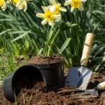 Prune and Maintain My Flowering Plants
