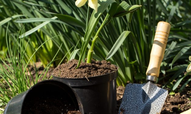 Prune and Maintain My Flowering Plants